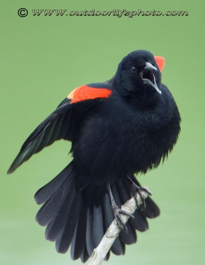 red winged blackbird